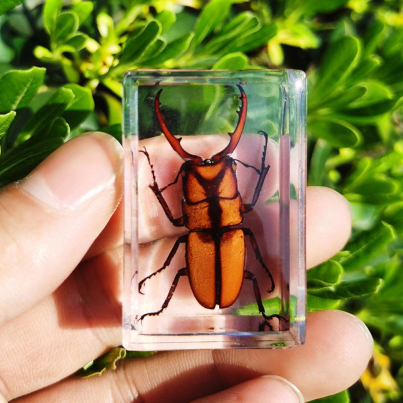 Rectangular-Insects-Crystal-Fly-Cicada-Uang-Stone-Ornament-Pendant-Decorations-DIY-Crafts-Gift-Biology-Teaching-Specimens.jpg